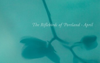 The Riflebirds