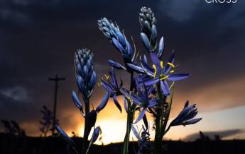 Margo Cilker